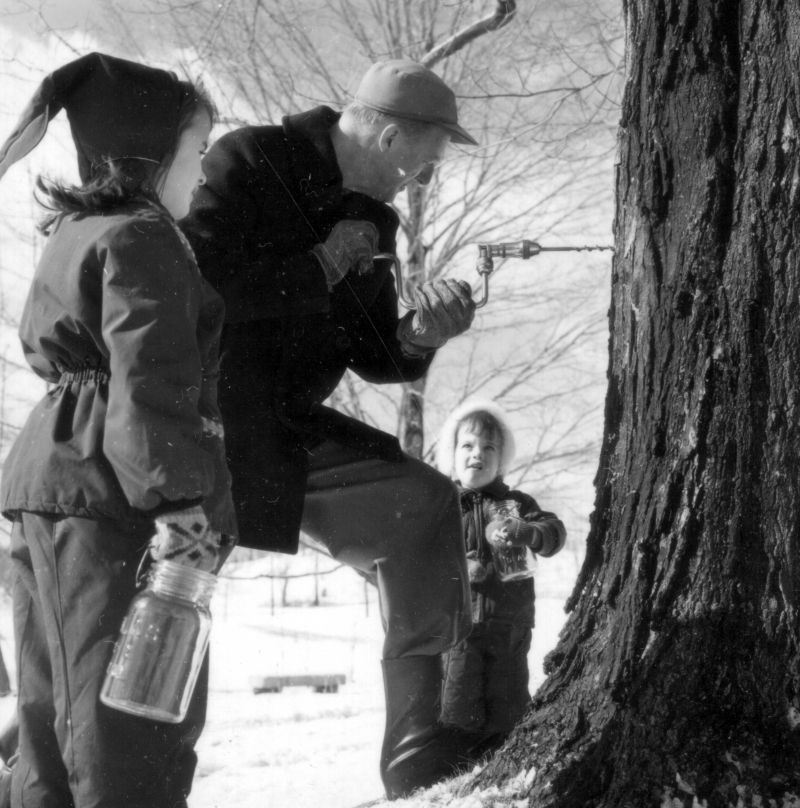 Tapping a Sugar Maple