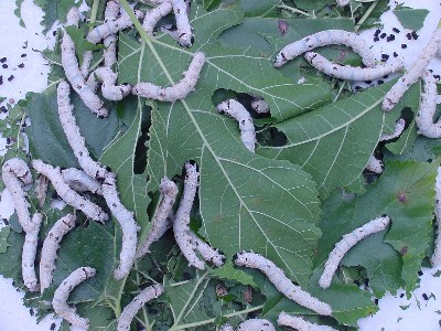 Silkworm larvae feasting on Mulberry leaves.