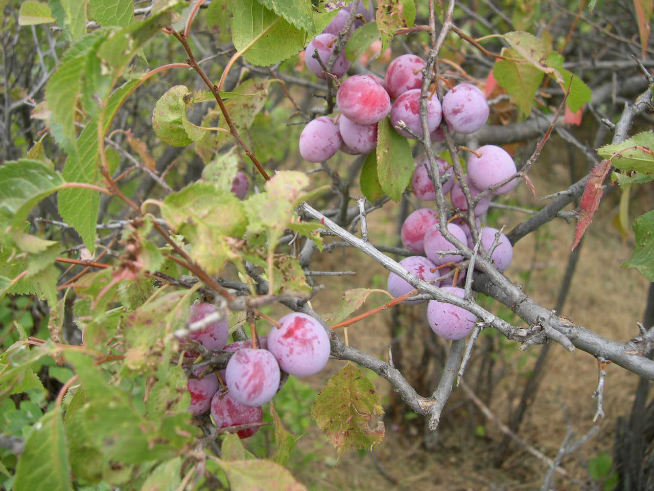 Prunus Americana - Fruit