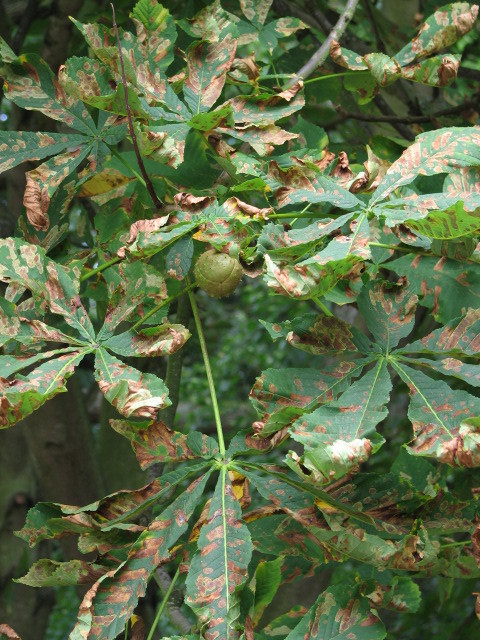Leaf Blotch of the Horse Chestnut