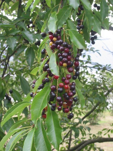 Prunus serotina drupes
