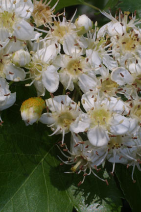 Washington Hawthorn Blossum