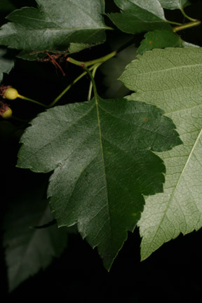 Washington Hawthorn Leaves