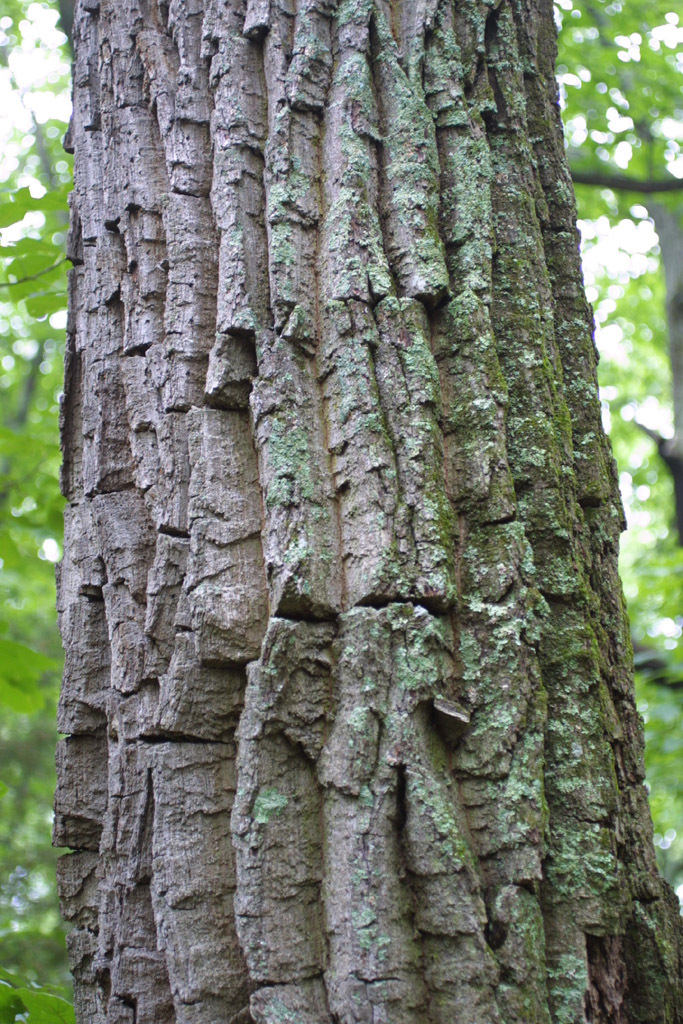 Chestnut Oak Trunk