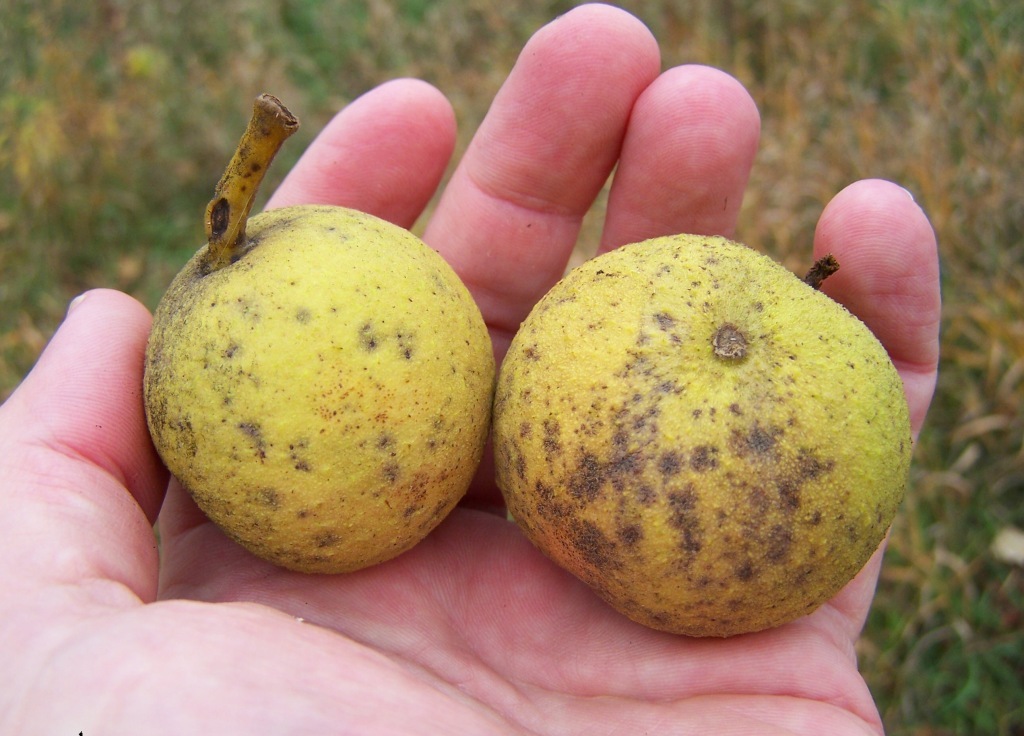 Black Walnut Fruit, Juglans nigra