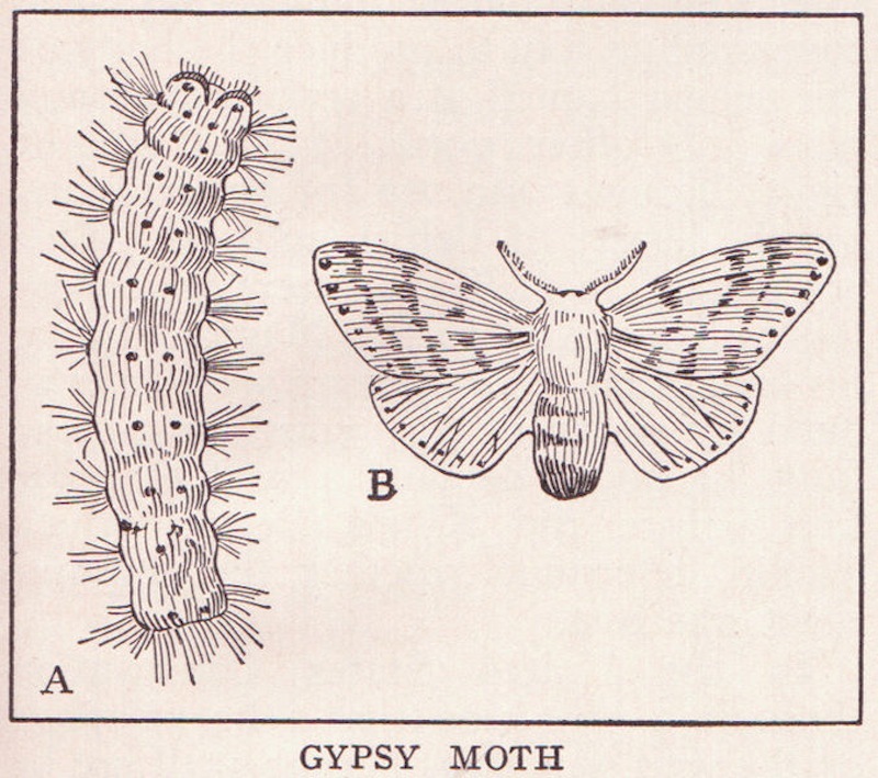 White Oak gypsy moth drawing