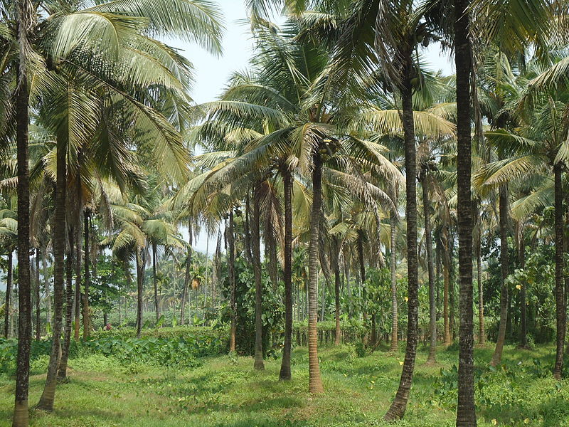 coconut tree farm