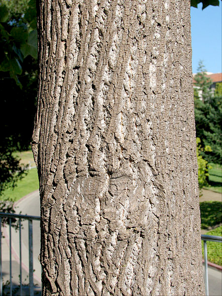 Tree Bark Edited.jpg