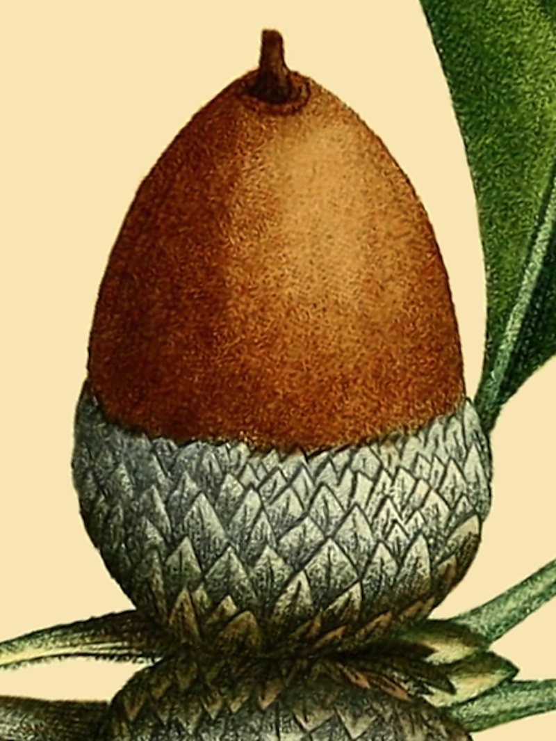 quercus alba acorn.png