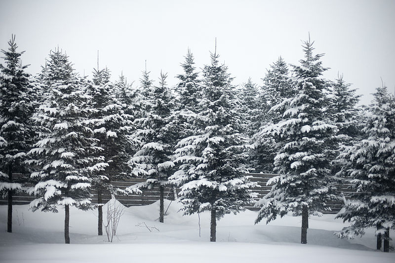 Snow on fir trees