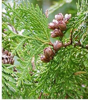 northern white cedar 