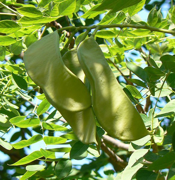 583px-Gymnocladus_dioicus_seed_pods_and_leaves2.jpg