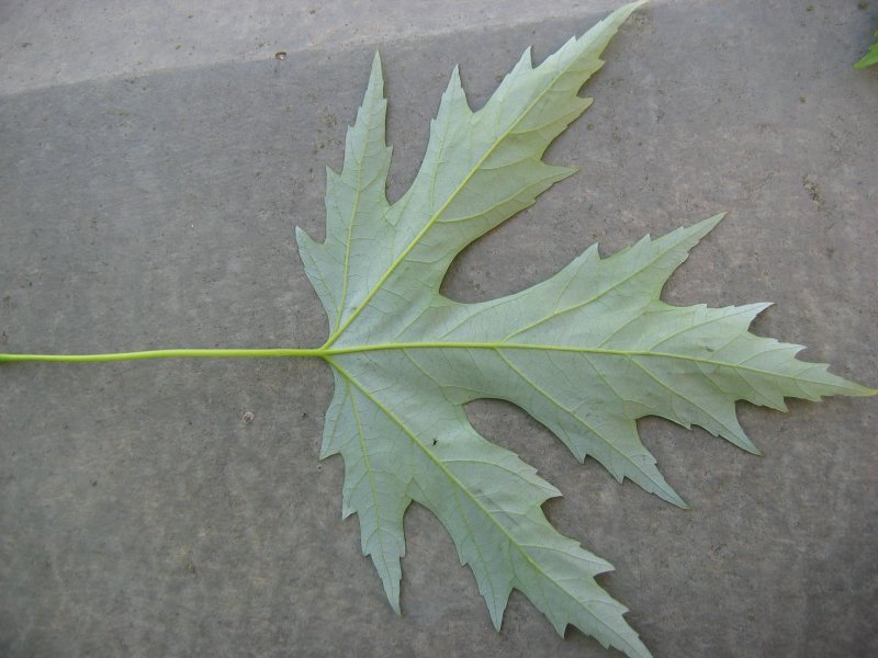 bottom of silver maple leaf