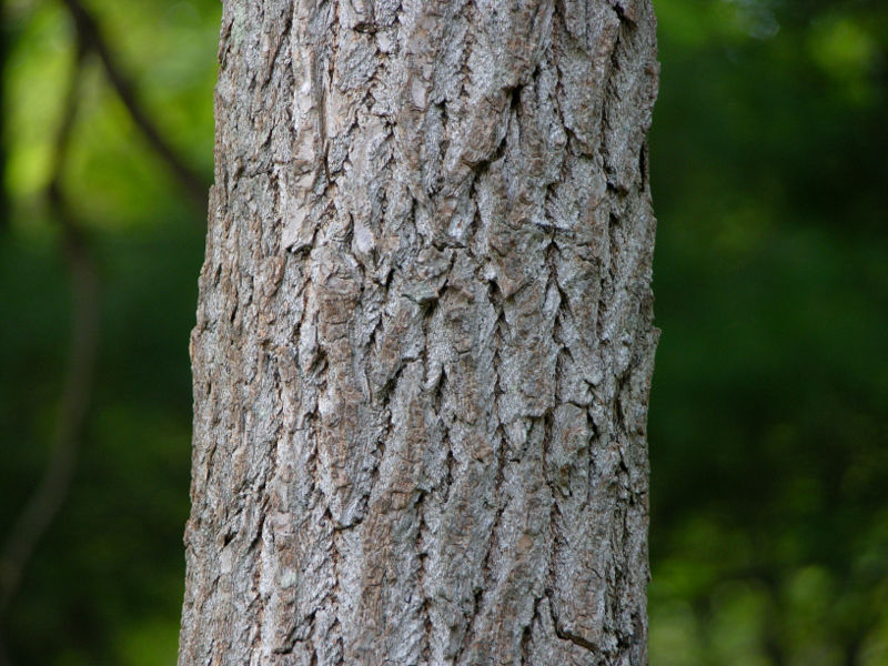 Sassafras trunk bark