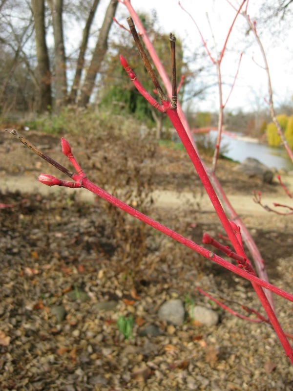 Acer pensylvanicum 'Erythrocladum' colorful stems (1).jpg