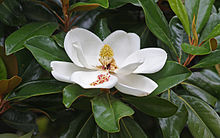 220px-Magnolia_flower_Duke_campus.jpg