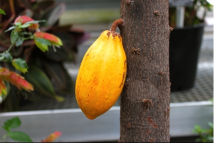 cacao pod on tree.png