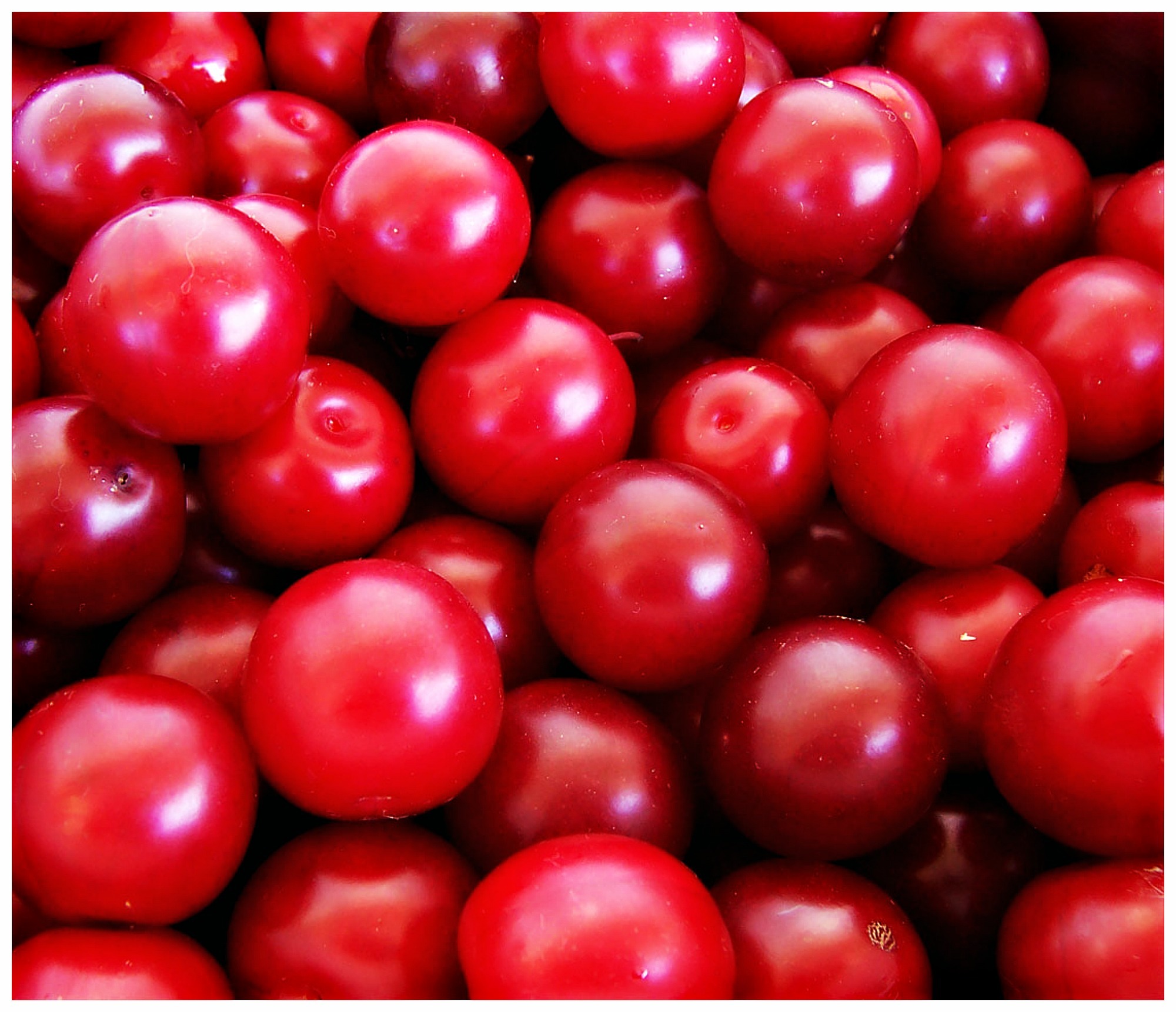 cherry background-health benefits.jpg