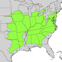 Juglans_nigra_range_map.jpg
