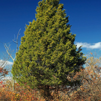 full cedar.jpg