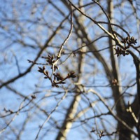 Prunus sargentii Buds