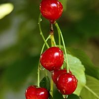 sour cherry drupes.jpg