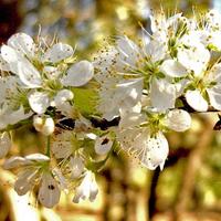 American_Plum_(2969269623).jpg