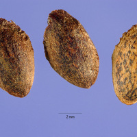 pist_010_lhp.jpg