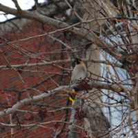 hawthorn.jpg