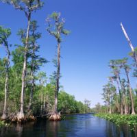 Bald_cypress_swamp (1).jpg