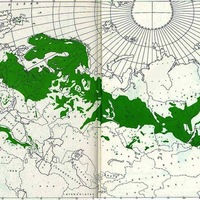 Pinus_sylvestris_distribution_map.jpg