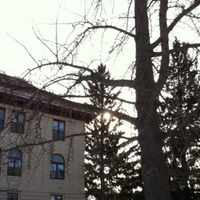 ginkgo tree outside morril.jpeg