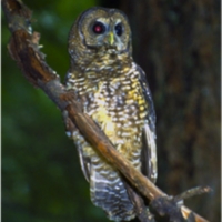spotted owl ecology.png
