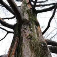 Dawn Redwood 2.jpg