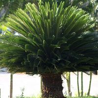Cycas_revoluta_India.jpeg