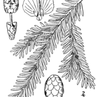 498px-Tsuga_canadensis_drawing.png