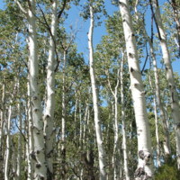 Aspen_(Populus_tremuloides)_02.jpg