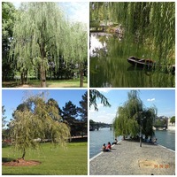 Salix_3.jpg