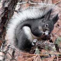 aberts-squirrel.jpg