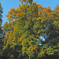 Spitz-Ahorn_(Acer_platanoides)_1.jpg