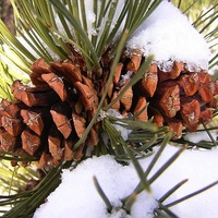Ponderosa-Pinecones.jpg
