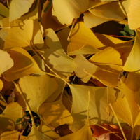 ginkgo main page 1.jpg