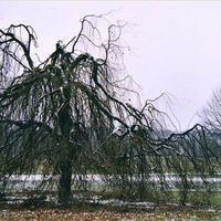 640px-Trauerweide_Rhein_TheEvilIPAddress_2004.jpg