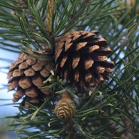 Scotch pine cone