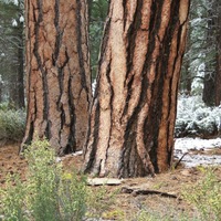 Ponderosa-Bark.jpg