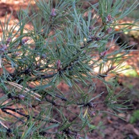 Scotch pine needles