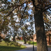 Pin Oak Canopy 5.JPG