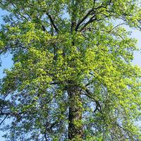 450px-Liquidambar_(copalme_d_amerique).jpg