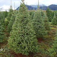 christmas tree farm.jpg