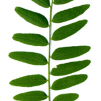 Robinia_pseudoacacia-leaf.jpg